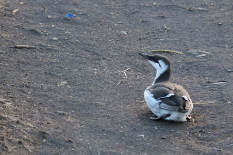 Photograph of a malnourished seabird