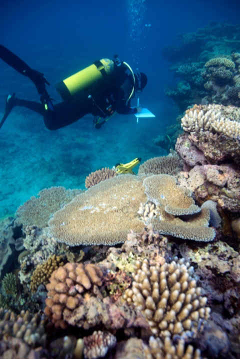 Photograph of marine ecologist swimming near a table coral
