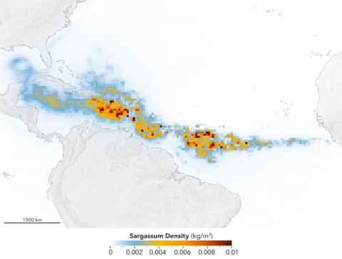 Map of the Caribbean, the Gulf of Mexico, and the western Atlantic Ocean with a crescent-shaped blue arc extending from the Gulf out into the Atlantic Ocean indicating the GASB. Yellow/red areas in the blue crescent indicate areas of high Sargassum concentrations.