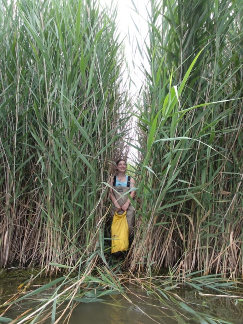 Photograph of a researcher standing among Phragmites reeds