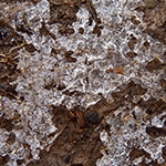 soil moisture
