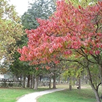 This is a blossoming tree in a park. 