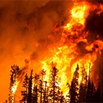 This is an image of trees in a forest on fire. 