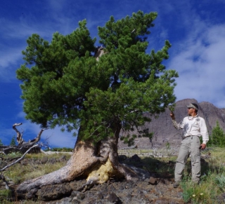 Thoma standing next to a whitebark pine on a mostly clear day.