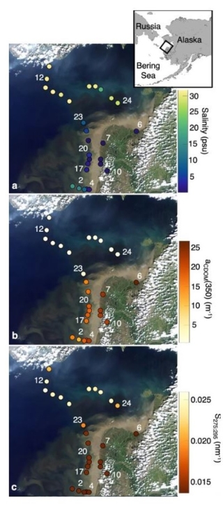 These Landsat 8 true color images of the Yukon River delta and Norton Sound from June 2019 are overlaid with (a) salinity, (b) CDOM absorption, and (c) spectral gradient data from 28 water sampling stations used in 2021 study on DOM degradation along the Yukon River-coastal ocean continuum. 